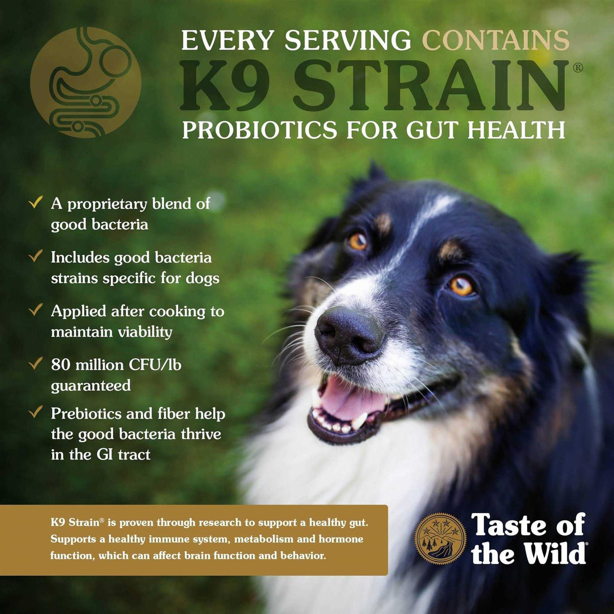 Dog Food D945438