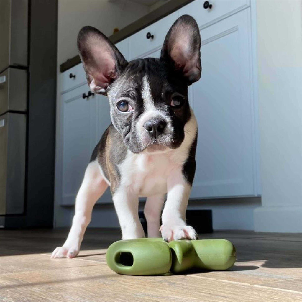 Dog Toy G764973