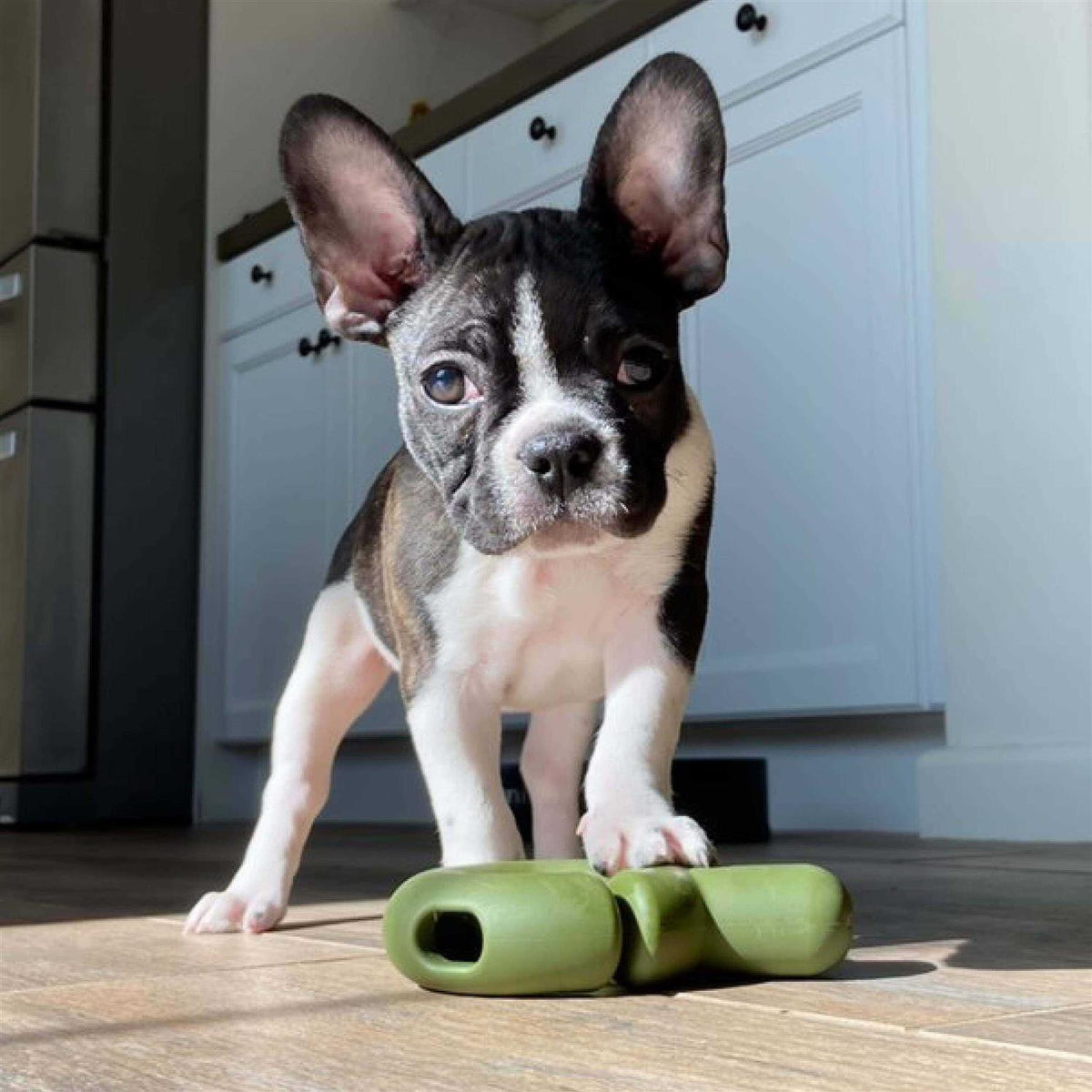 Dog Toy G764973