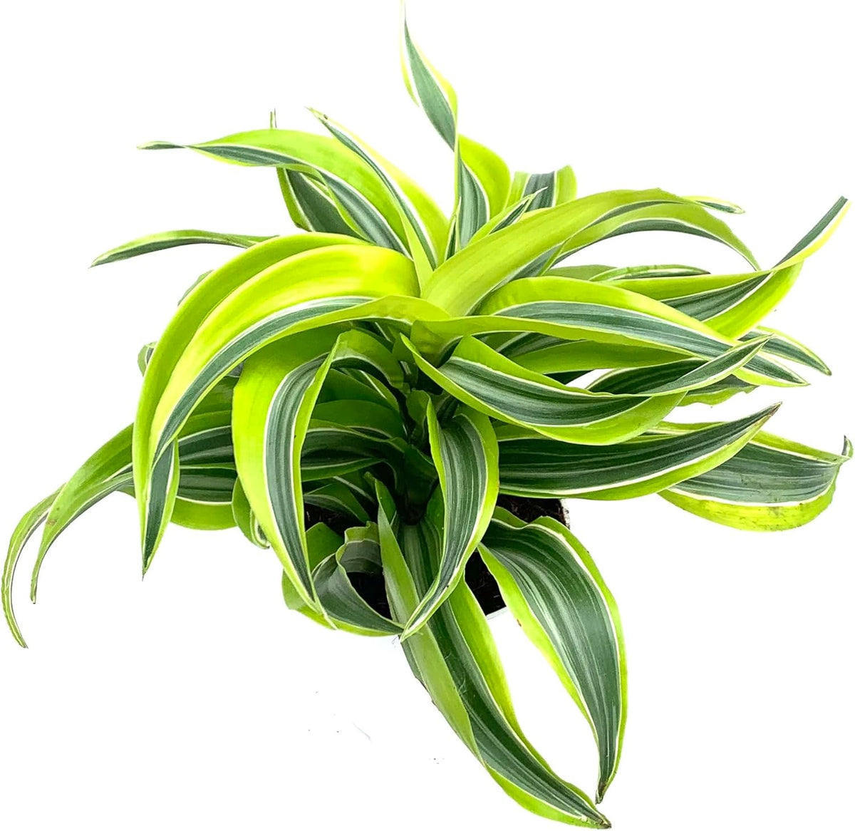 Dracaena Lemon Surprise House Plant K59015
