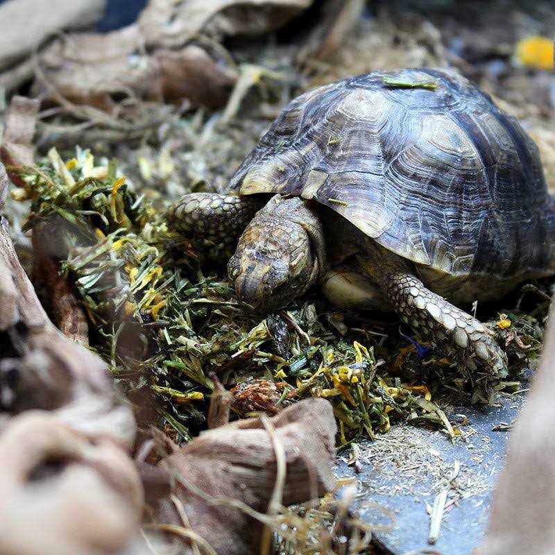 Tortoise Food H123548