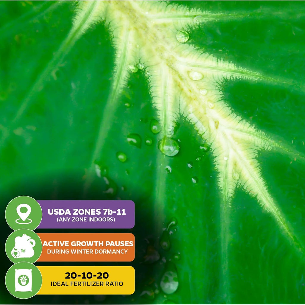Elephant Ear Live Plant Q5205