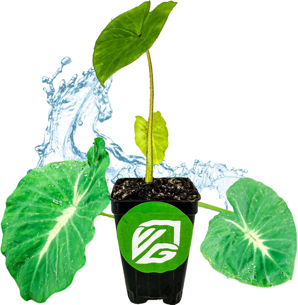 Elephant Ear Live Plant Q5205