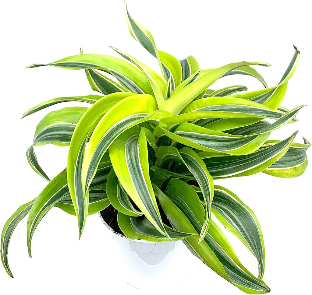 Dracaena Lemon Surprise House Plant K59015