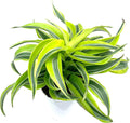 Dracaena Lemon Surprise House Plant K59015