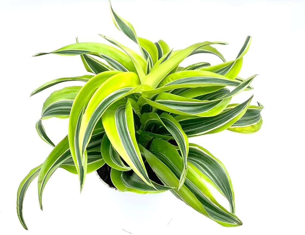 Dracaena Lemon Surprise House Plant K59015