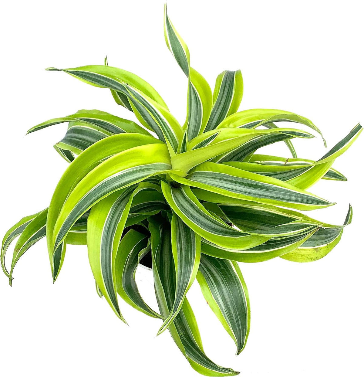 Dracaena Lemon Surprise House Plant K59015