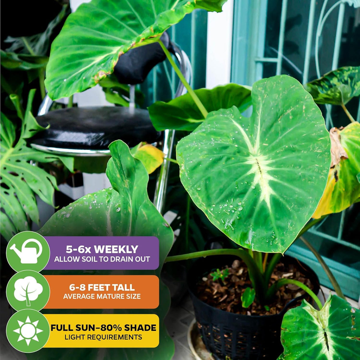 Elephant Ear Live Plant Q5205