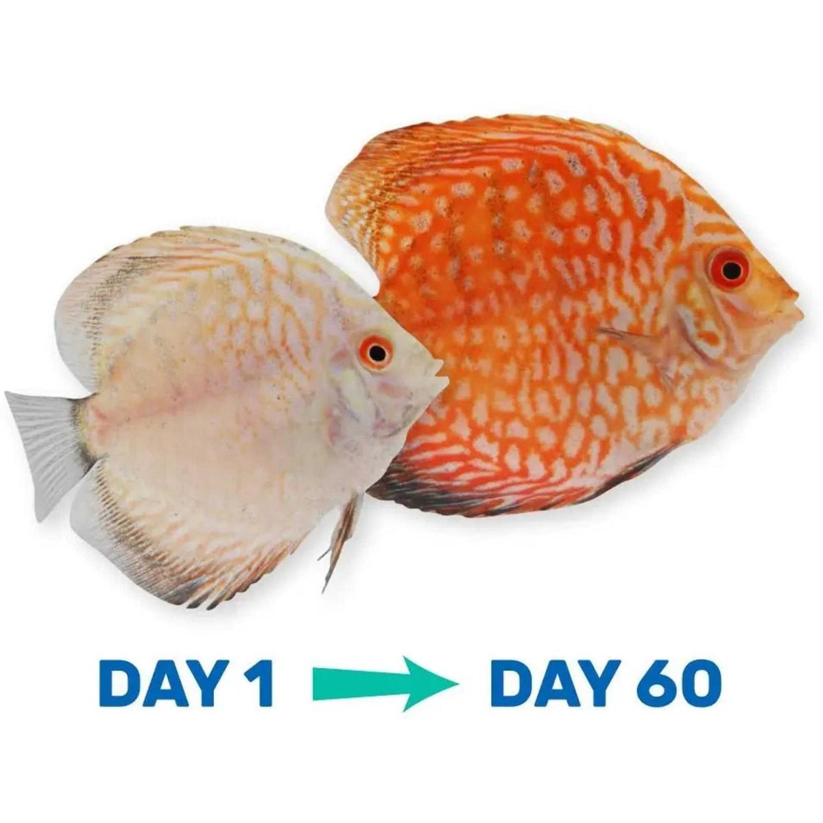 Tropical Fish Food S7307