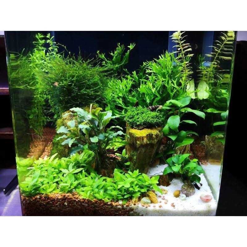 Shrimp Food W3954