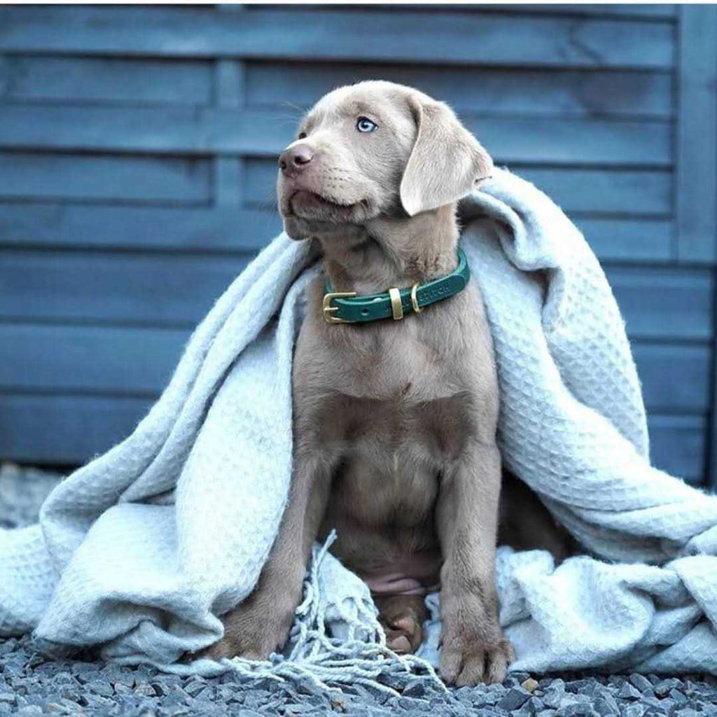 Leather Dog Collar A82995