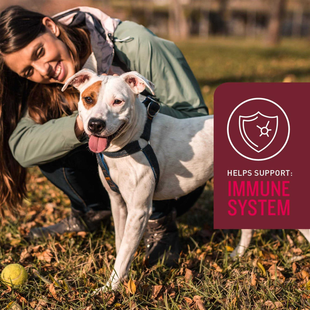 5-in-One Soft Chews for Dogs W43249