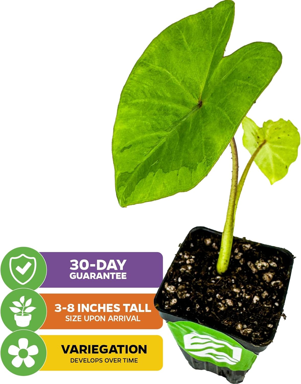 Elephant Ear Live Plant Q5205