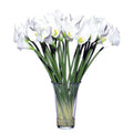 White Callas D3528