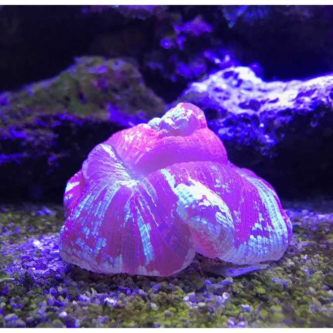 Reef Buffer G684234