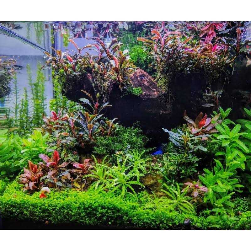 Shrimp Food W3954